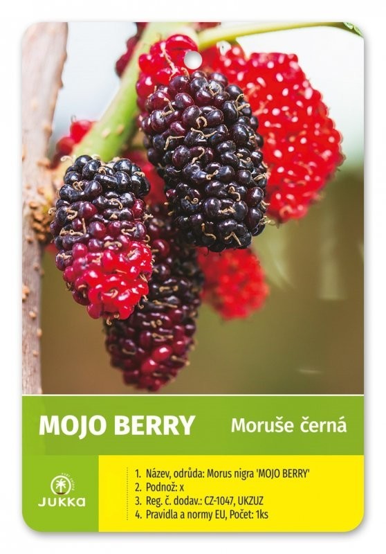 Moruše MOJO BERRY® - 40-60cm