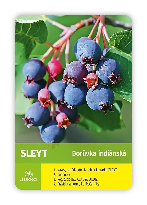 Muchovník olšolistý SLEYT
