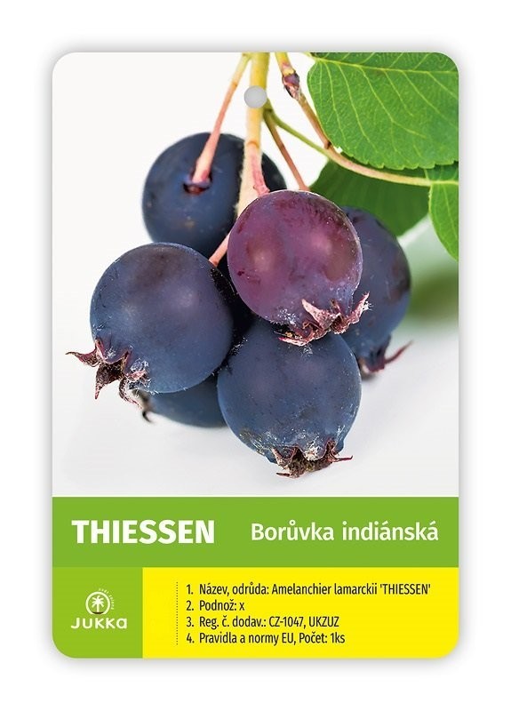 Muchovník olšolistý THIESSEN - K2