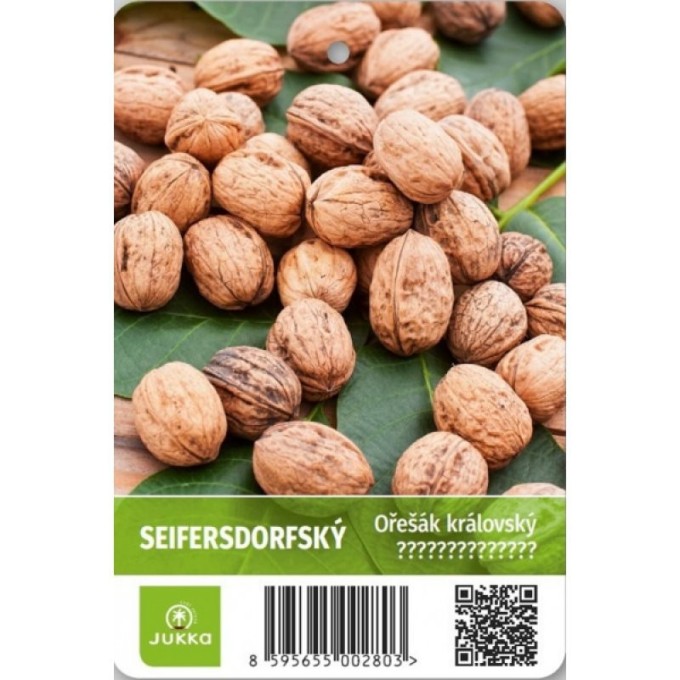 Ořešák vlašský SEIFERSDORFSKÝ 50-100 cm