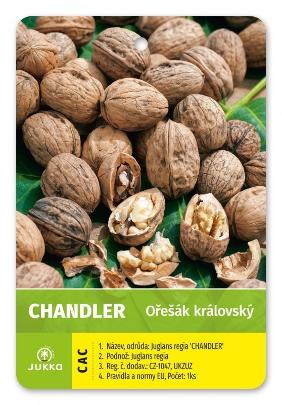 Ořešák vlašský CHANDLER