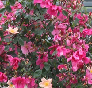 Růže - Rosa x odorata 'Mutabilis'