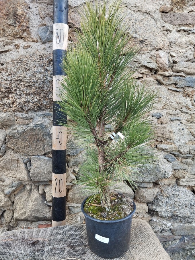 Borovice černá PYRAMIDALIS - 40-60cm, K3