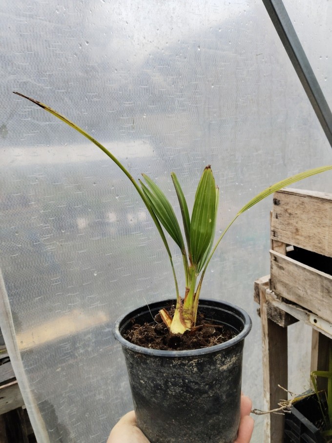 Trachycarpus fortunei - Konopná palma, mrazuvzdorná @