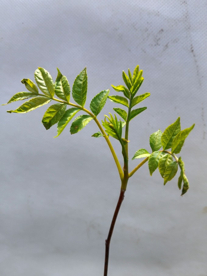 Hořčina hořkoňová - Picrasma quassioides