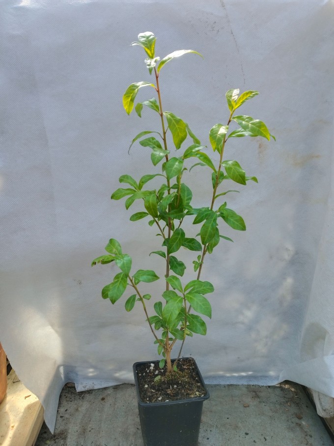 Orixa japonská