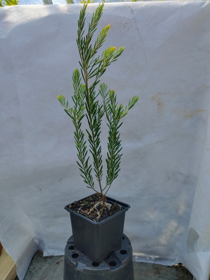 Akácie  - Acacia boormanii