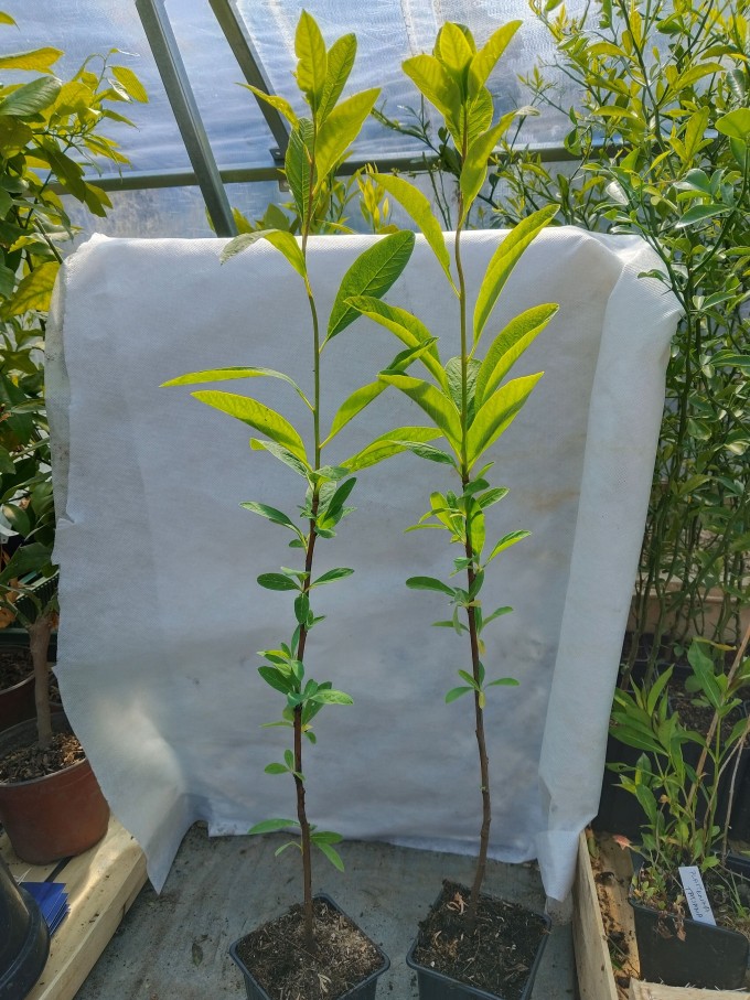 Vonivka třešňová - Oemleria cerasiformis