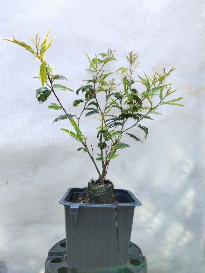 Kaliandra suriamská DIXIE PINK