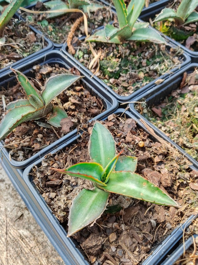 Agave ovatifolia