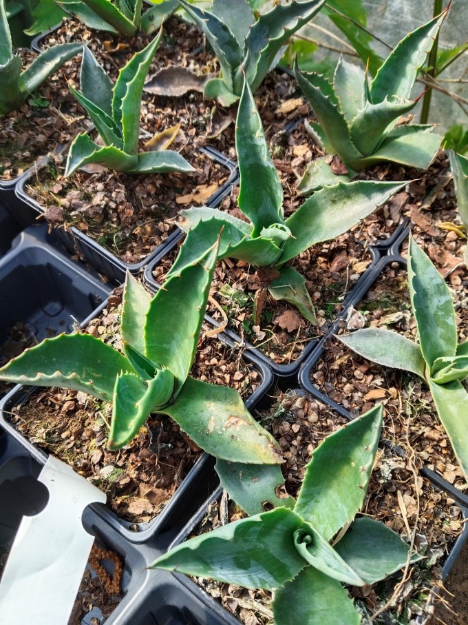 Agave lophanta