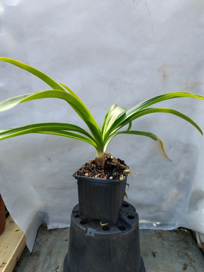 Kalokvět - Agapanthus ENIGMA