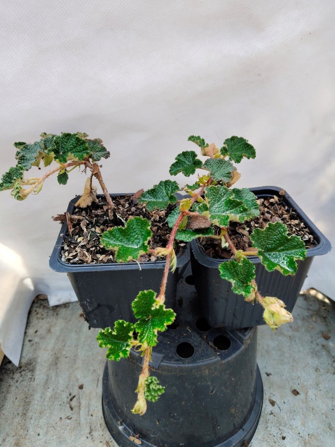 Ostružiník kalíškatý - Rubus hayata-koidzumii