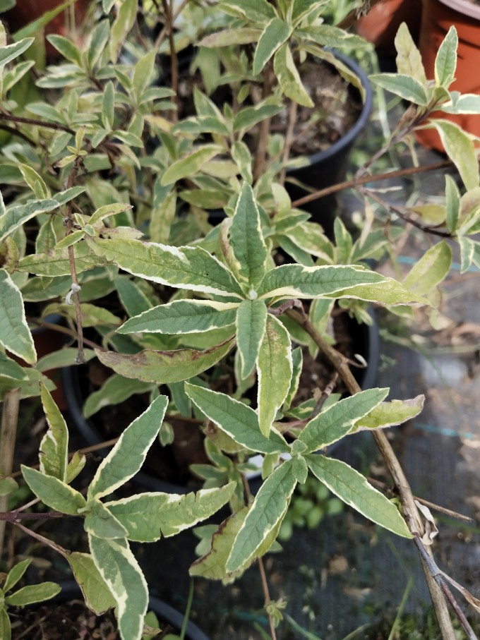 Komule davidova HARLEQUIN