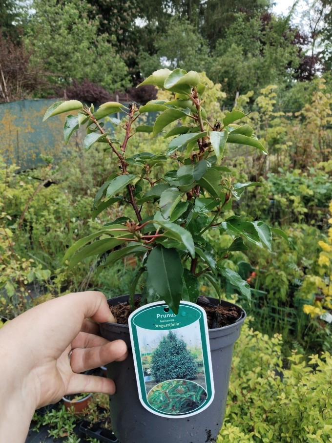 Višeň portugalská ANGUSTIFOLIA