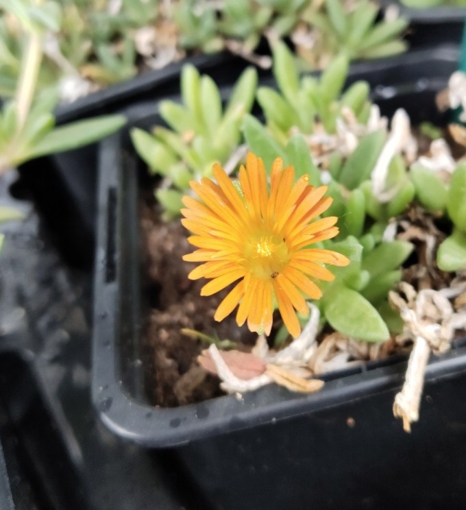 Delosperma GHOST RIDER