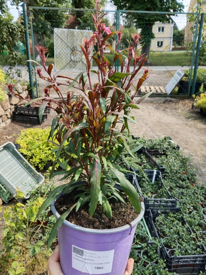 Svíčkovec - Gaura lindheimeri BELLEZA EARLY DARK PINK
