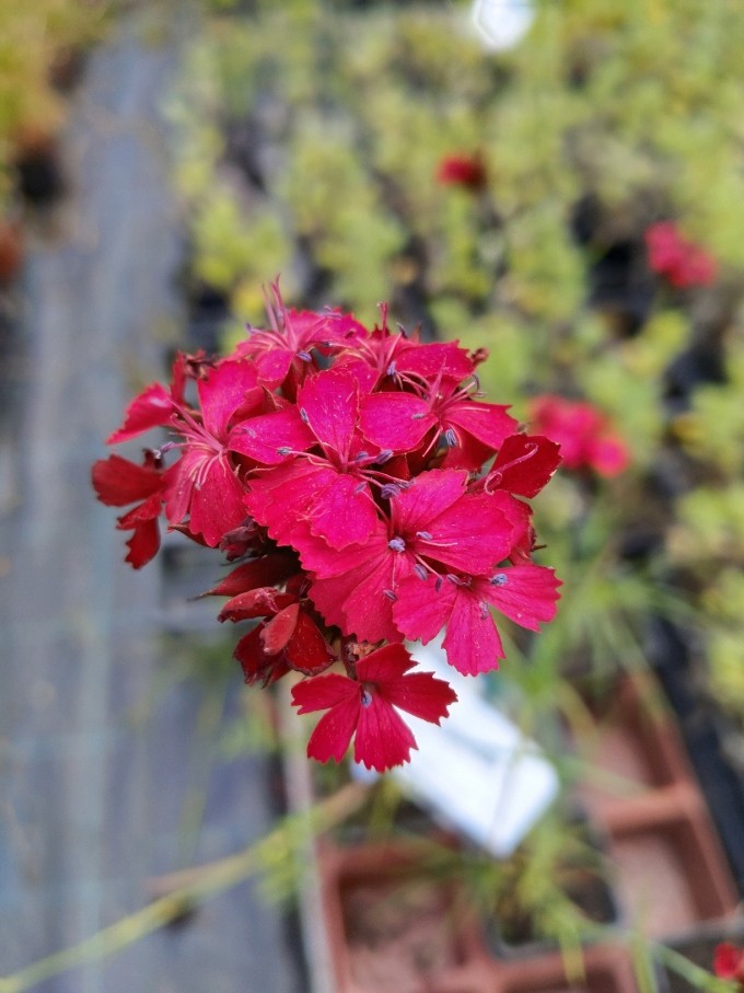 Hvozdík- Dianthus cruentus
