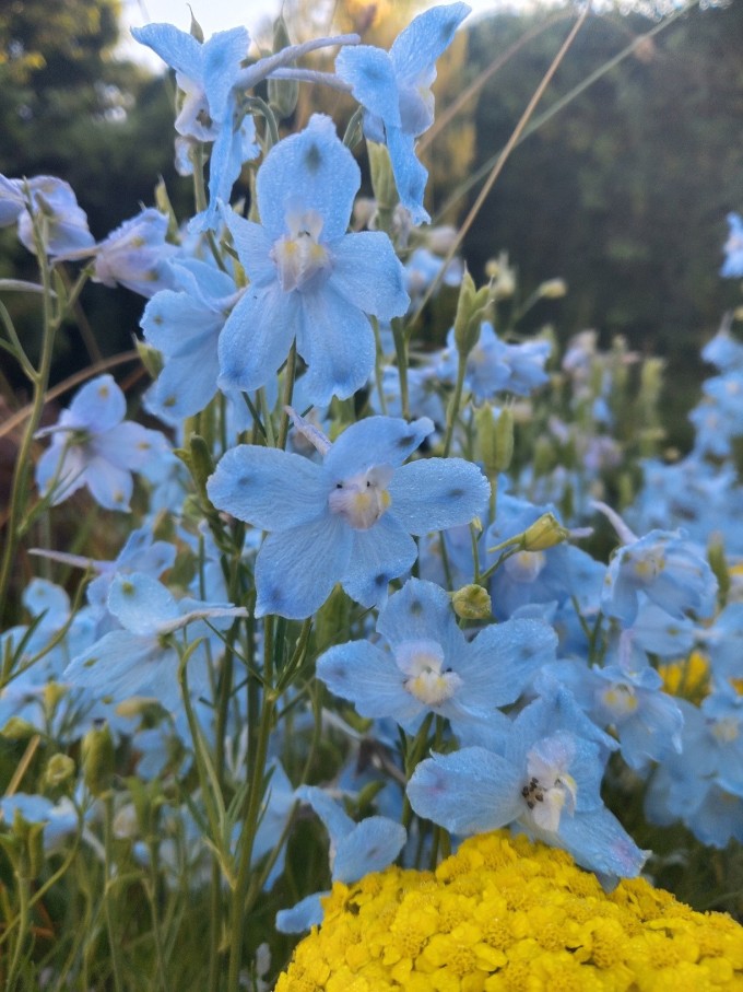 Ostrožka HUNKY DORY SKY BLUE