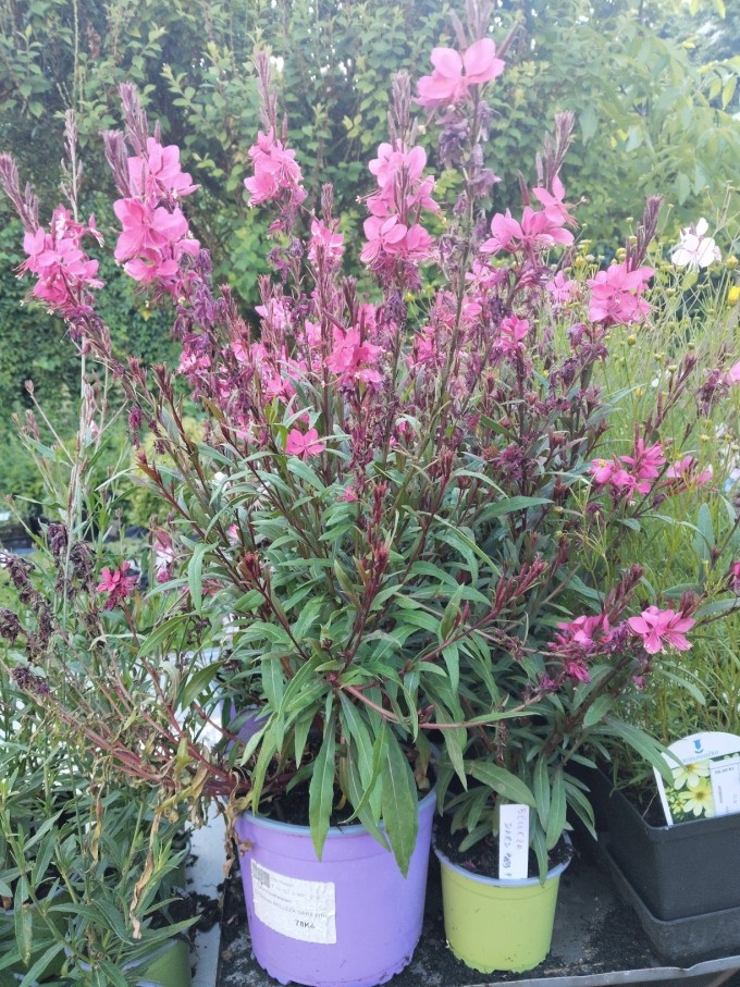 Svíčkovec - Gaura lindheimeri BELLEZA EARLY DARK PINK K2