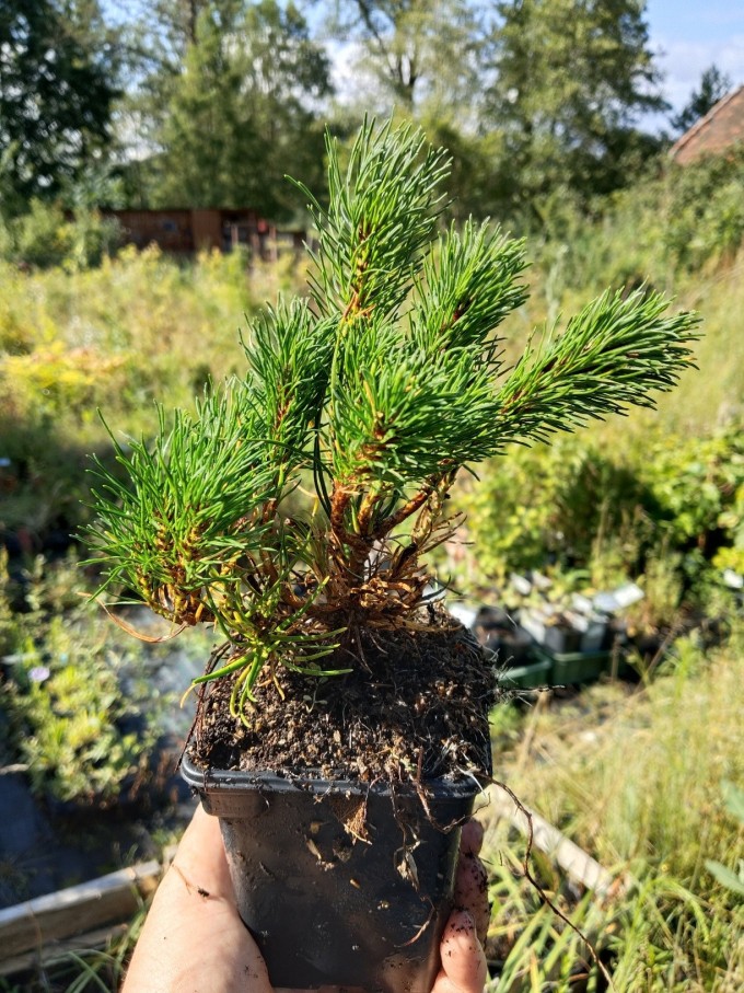 Borovice kleč var. mughus - 15-20cm, k9