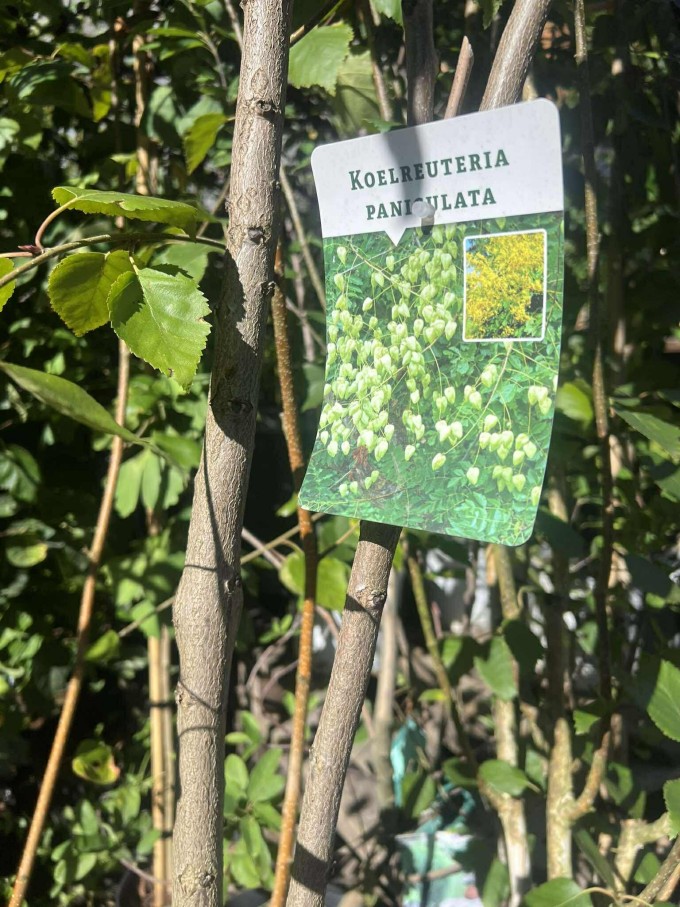 Svitel latnatý - 150-170 cm, K25