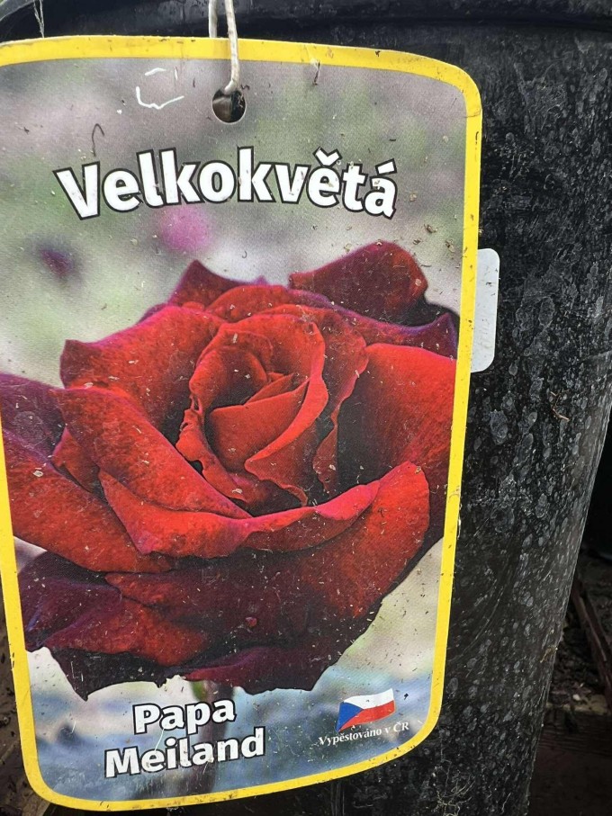 Růže Papa Meilland®