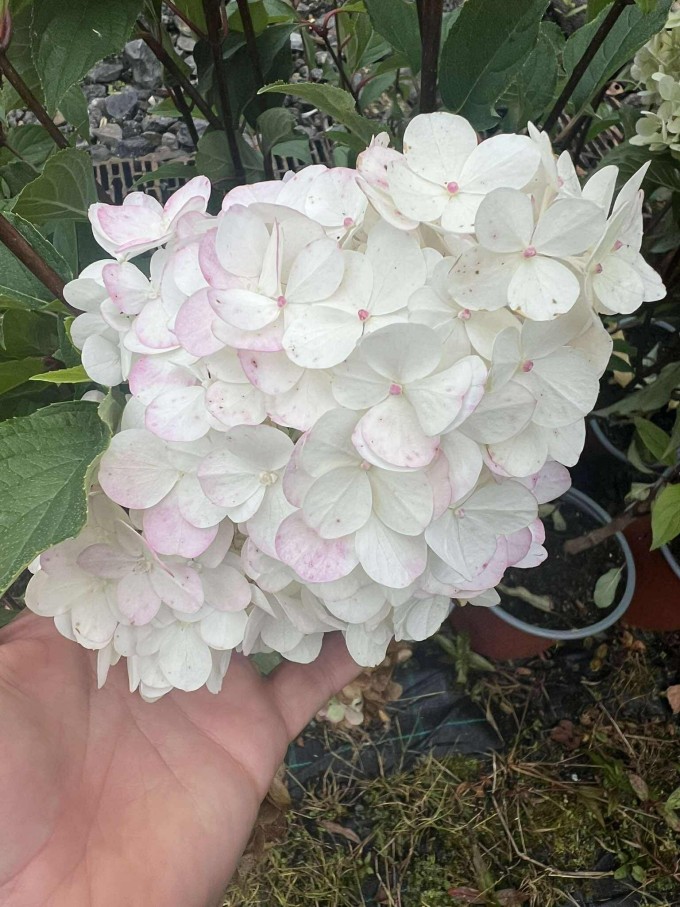 Hortenzie latnatá VANILLE FRAISE - 3 leté