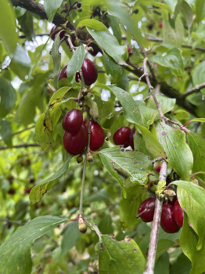 Dřín JOLICO - velkoplodý - 80+cm, K