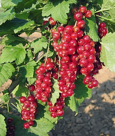 Rybíz červený VITAN - keř