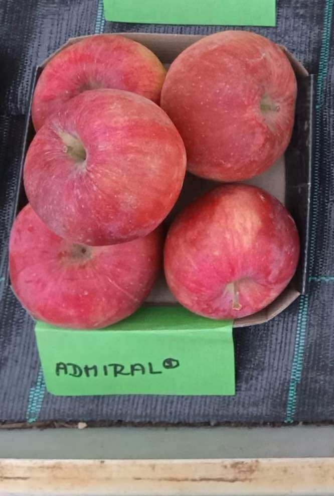 Jabloň ADMIRÁL® - M9