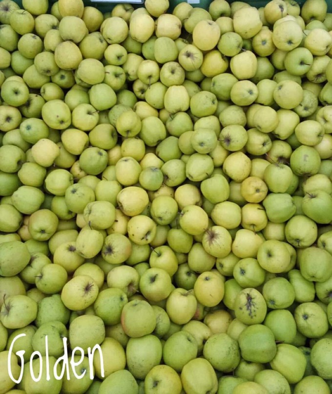 Jabloň GOLDEN DELICIOUS -OK 10-12, Arbotaška