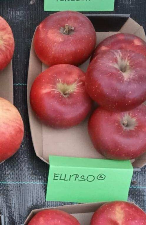 Jabloň ORANGE CRISP® - M9