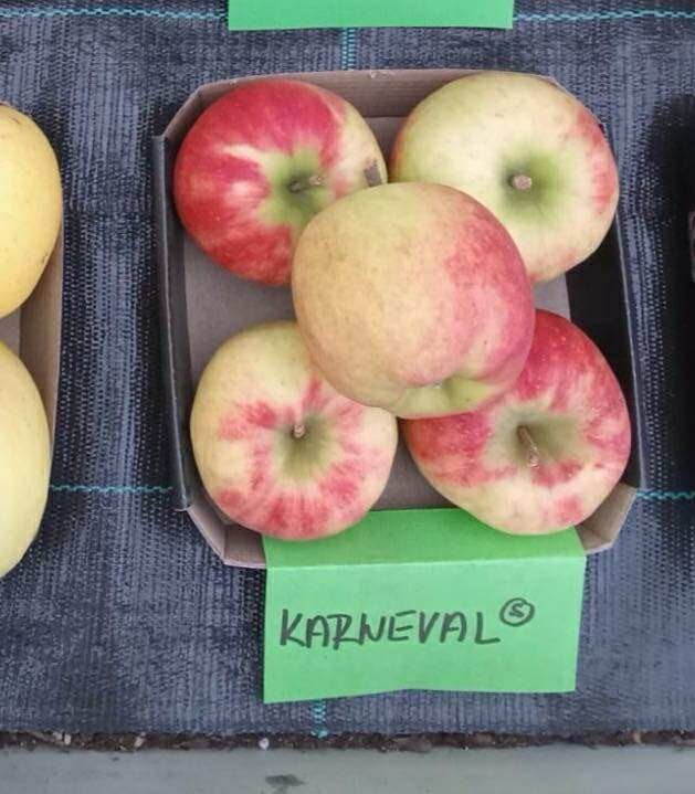 Jabloň KARNEVAL® - M9