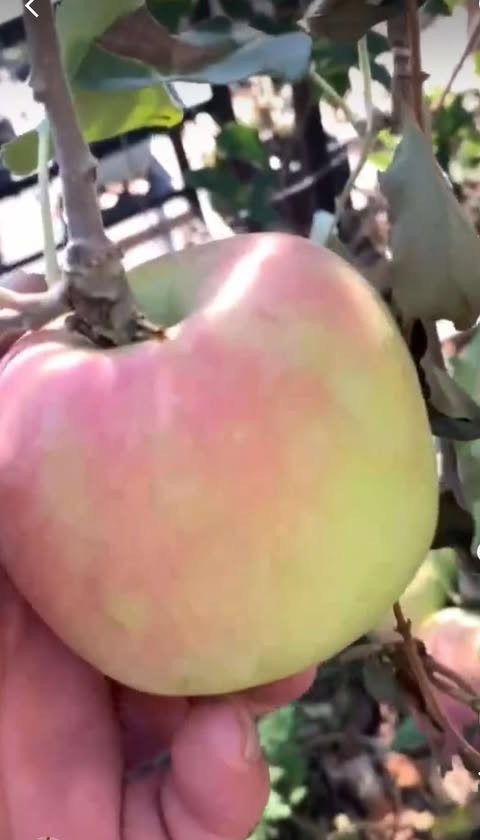 Jabloň CRIPPS PINK (PINK KISS) - M9