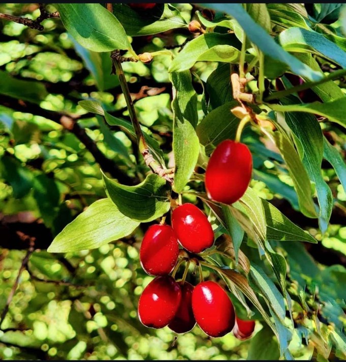 Dřín SCHÖNBRUNNER GOURMET DIRNDL, 60-80 cm, K5