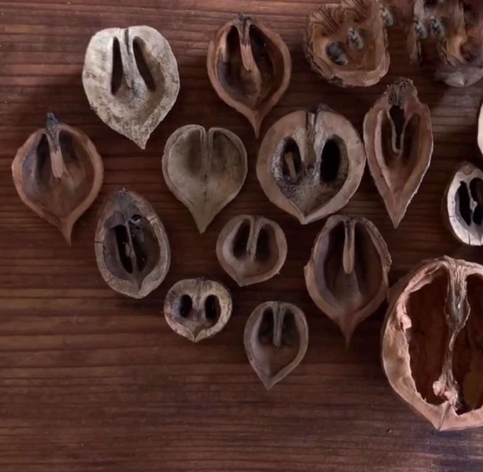 Ořešák popelavý, 60-80 cm, K3