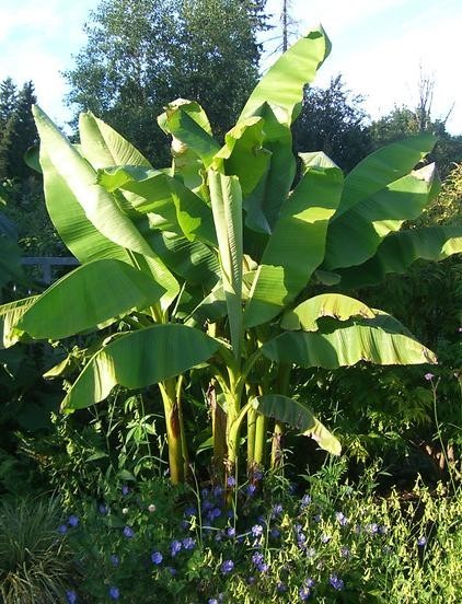 Banánovník - Musa paradisiaca