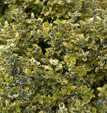 Brslen fortunův EMERALD´N GOLD, K0,5