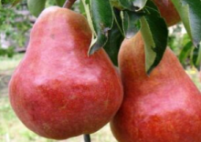 Hrušeň WILLIAMSOVA ČERVENÁ - sem.