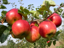 Jabloň LIPNO® - M7