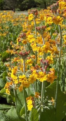 Prvosenka bulleyana