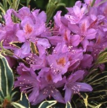 Rhododendron p. ´Variegatum´