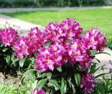 Rhododendron ´Libreto´