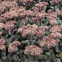 Rozchodník MATRONA K2