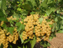 Rybíz bílý PRIMUS - stromkový