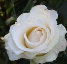Růže JOSE CARRERAS