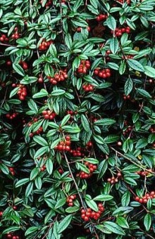 Skalník vrbolistý ´Parkteppich´ Skalník vrbolistý ´Parkteppich´