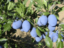 Slivoň STANLEY - myr.