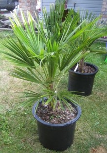 Trachycarpus fortunei - Konopná palma, mrazuvzdorná